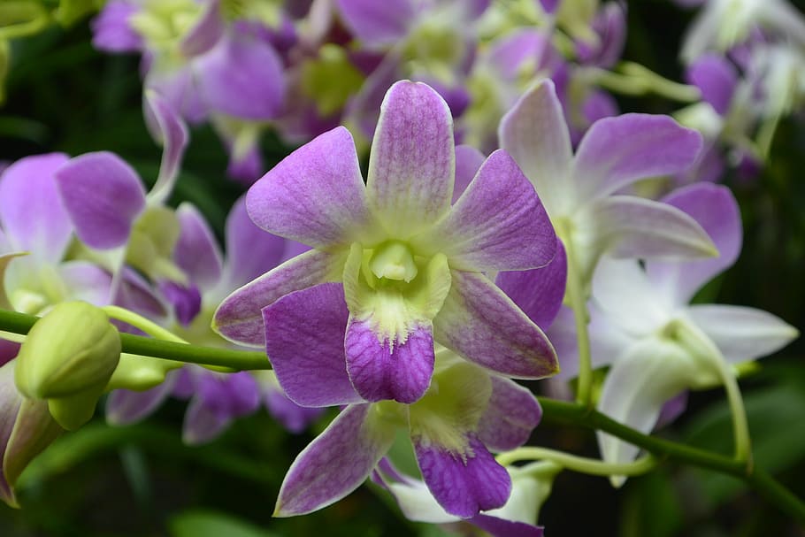 orchids, singapore, botanical garden, nature, plant, flower, HD wallpaper