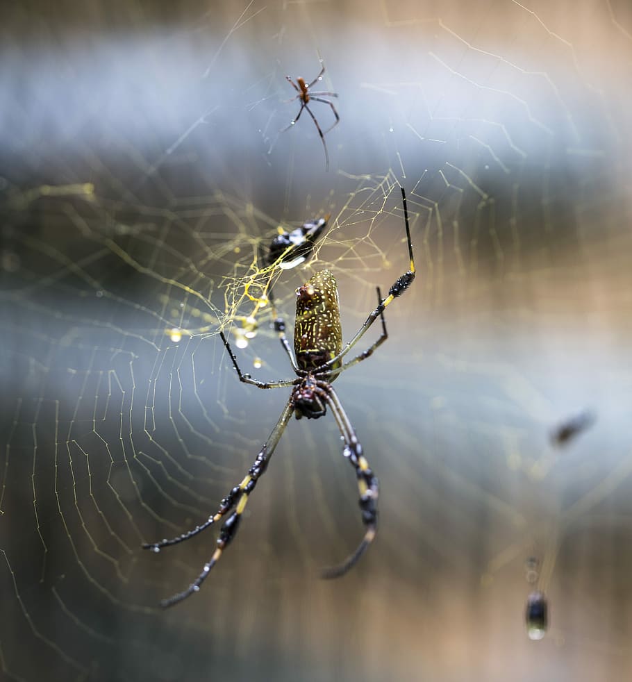 Web, Spider, Drops, Blur, Net, rain, macro, close, orb, weaver HD wallpaper
