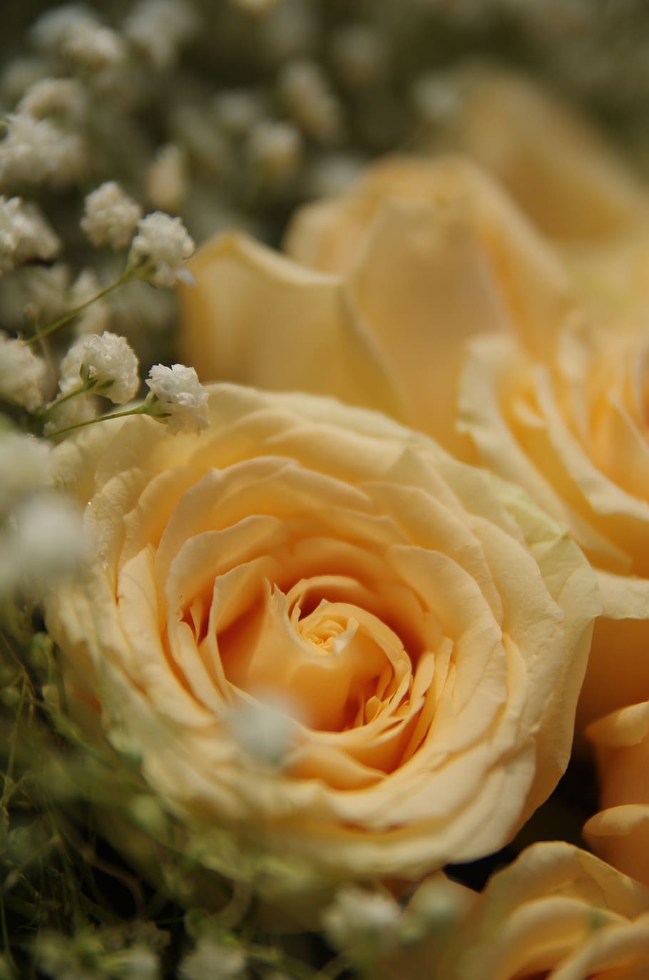 rose, flowers, fresh, flowering plant, beauty in nature, close-up HD wallpaper