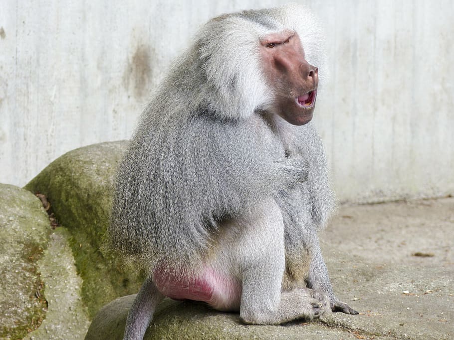 hamadryas baboon, monkey, ape, papio hamadryas, south east africa HD wallpaper
