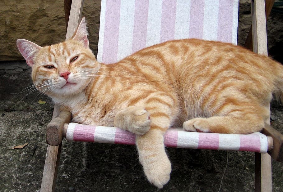 cat, tomcat, sleep, peace, domestic, domestic cat, pets, mammal HD wallpaper