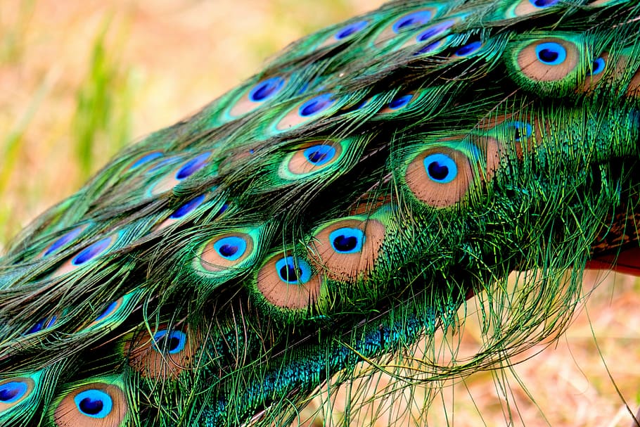 green and blue peacock feather, spring dress, pride, plumage HD wallpaper