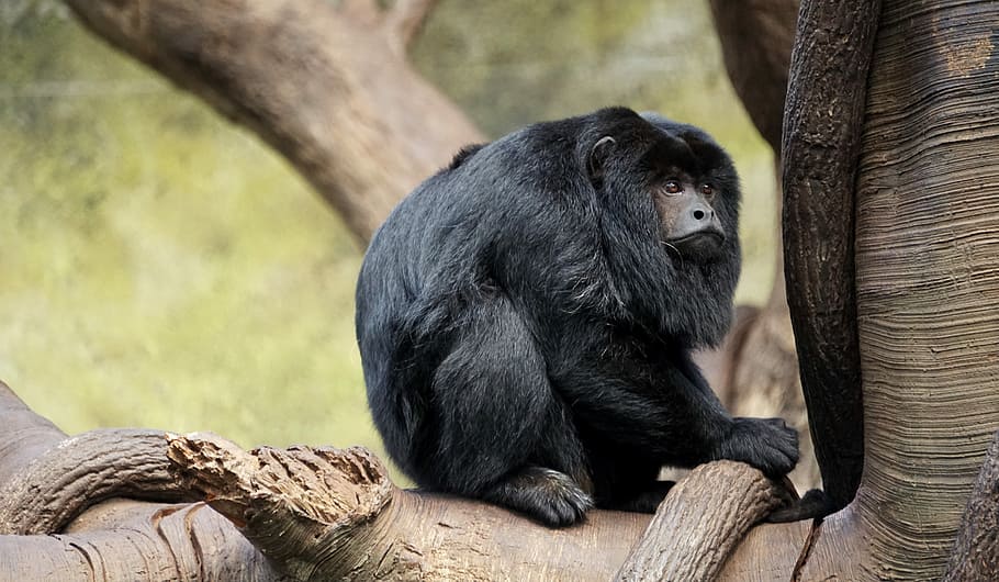 monkey on tree branch, black monkey on brown wooden tree, animal HD wallpaper