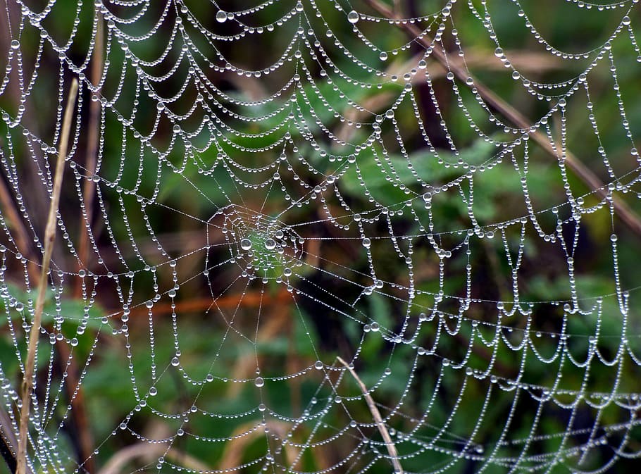 Canvas, Spider, Beads, Water, Drops, nature, dew, wire, alsace HD wallpaper