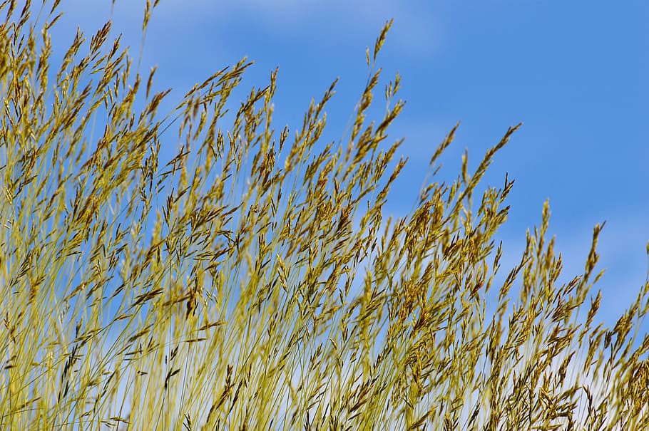 sky, blue, clouds, grass, nature, cloudy, sky blue, blue sky HD wallpaper