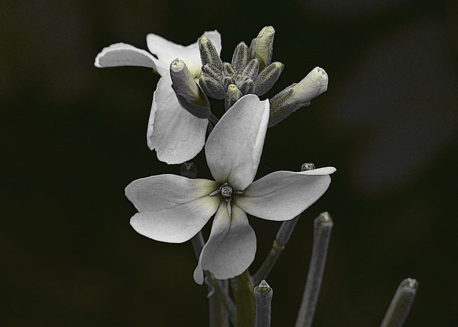 White, Flower, Close-Up, Nature, tiny, plants, garden, extreme sharpness HD wallpaper