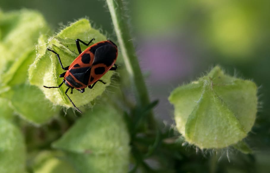 bug, nature, close, giessen, insect, animal themes, animals in the wild HD wallpaper
