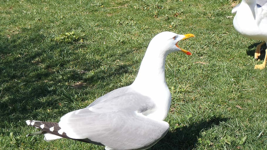 Bird, Seagull, running, one animal, animals in the wild, animal themes HD wallpaper