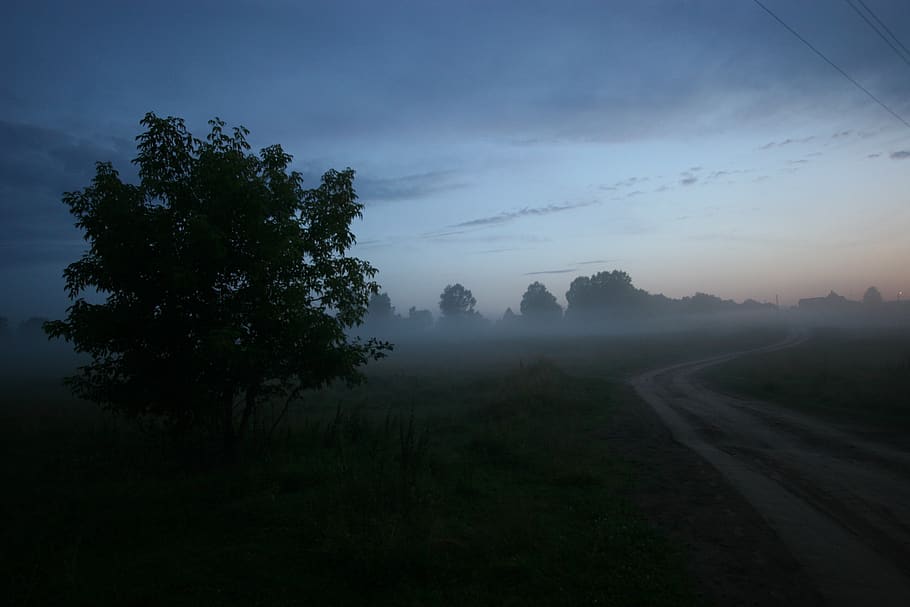 evening, road, fog, tree, sky, plant, beauty in nature, tranquil scene HD wallpaper