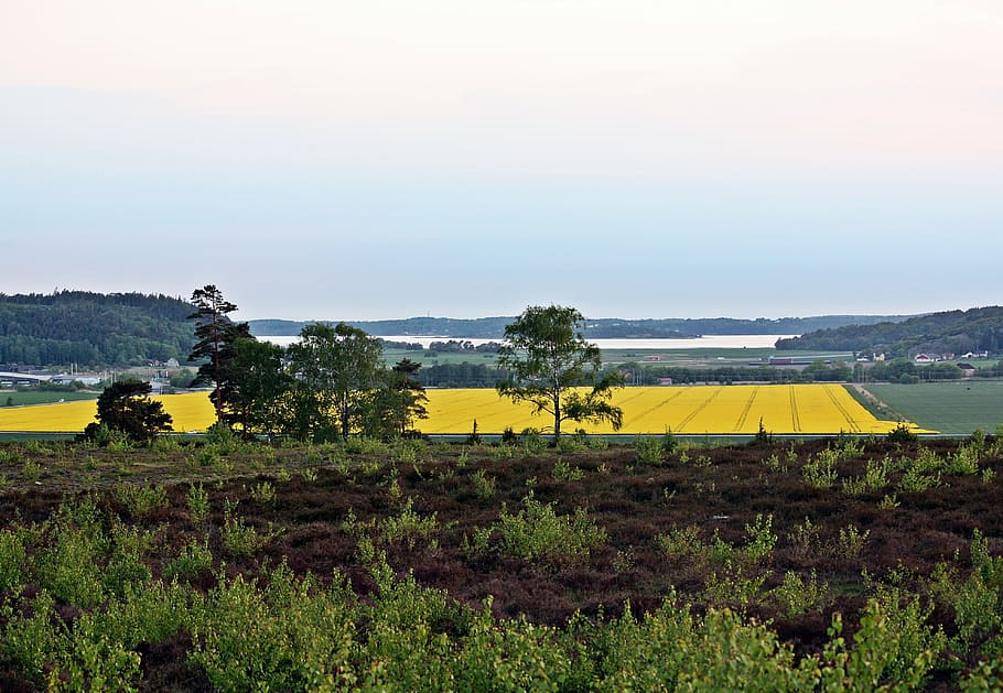 summer, rapsmark, countryside, yellow fields, halland, views HD wallpaper