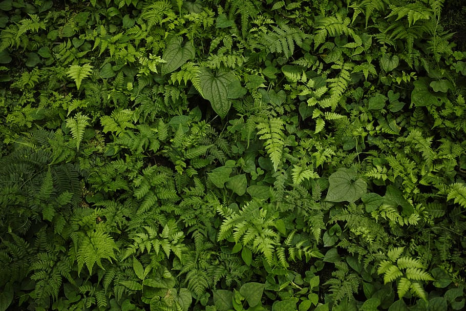 plant, green, leaf, background, fern, woods, thicket, green color