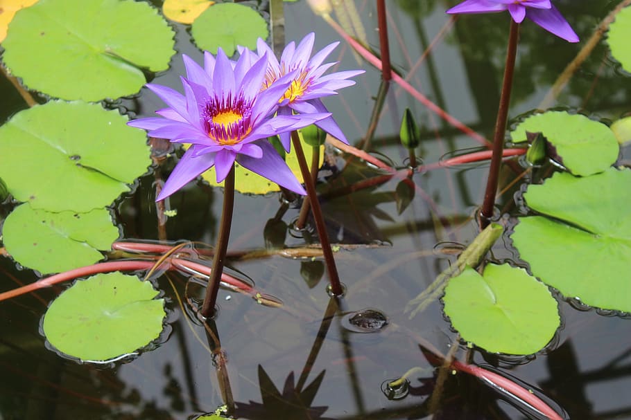 plant, nature, flower, leaf, puddle, blossom, bloom, purple HD wallpaper