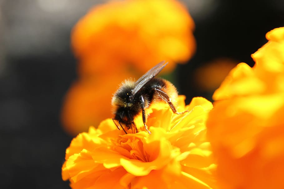 Bee, Flower, Insect, Nature, Plant, yellow, summer flowers HD wallpaper