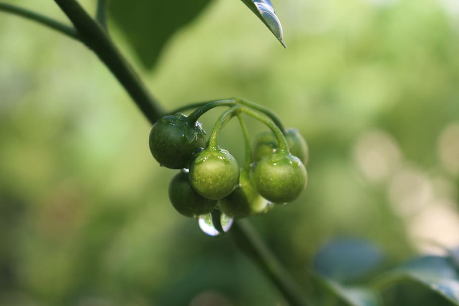 summer, cool, water droplets, fruit, food and drink, healthy eating HD wallpaper