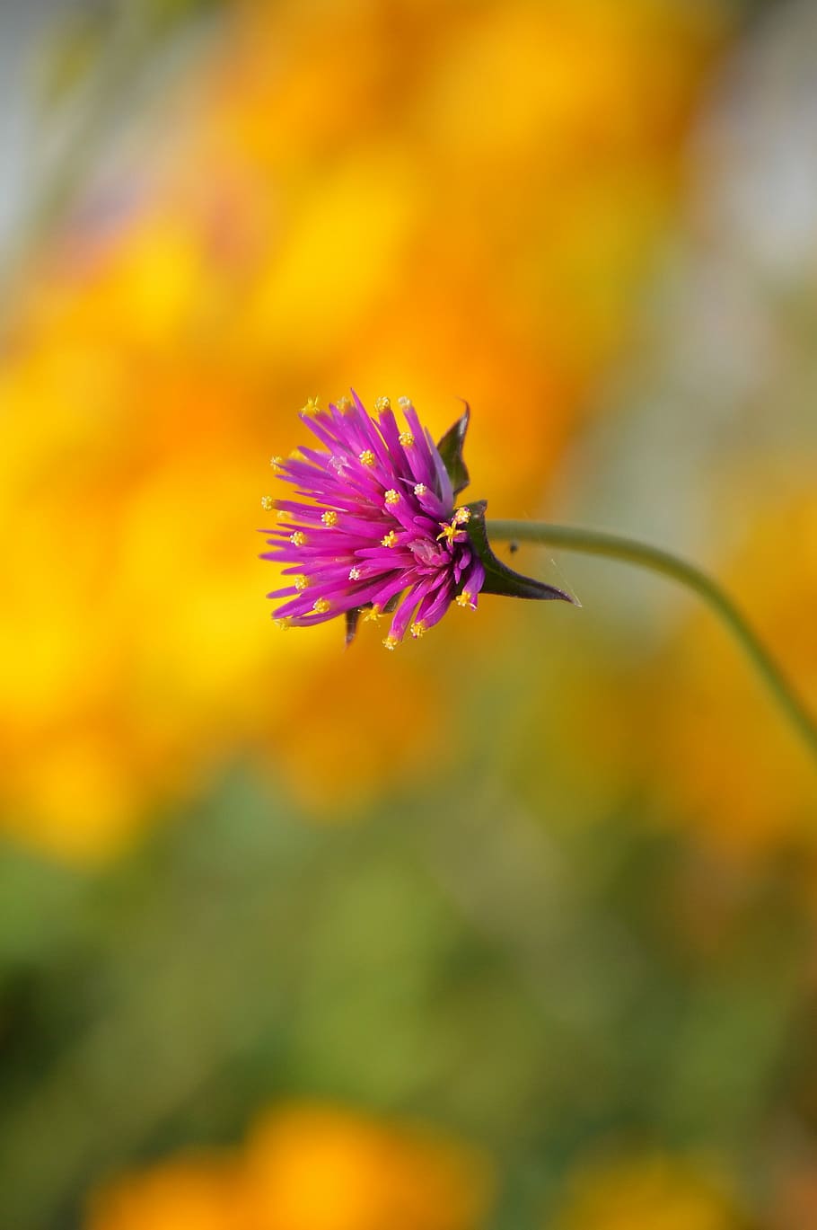nature, flower, summer, flora, outdoors, bright, wildflower HD wallpaper