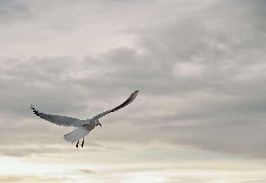 seagull flying under the clouds during daytime, bird, dom, sky HD wallpaper