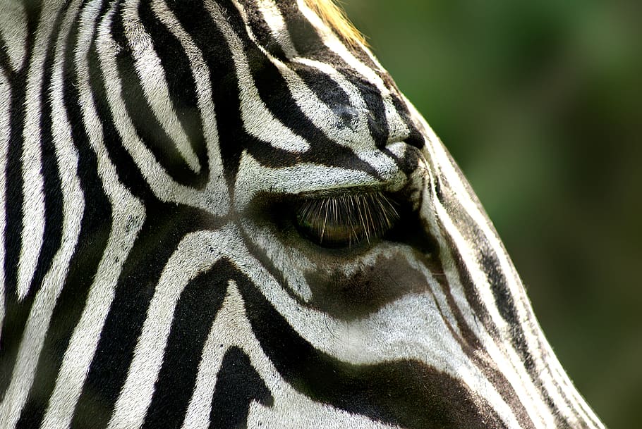 zebra, animal, stripes, animal themes, one animal, animals in the wild HD wallpaper
