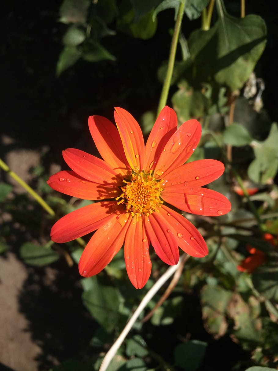 Flower, Nature, Drops, Fresh, daisy, summer, plant, petal, outdoors HD wallpaper