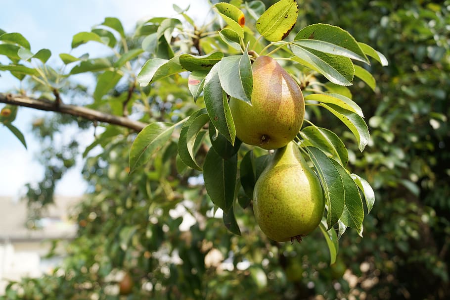 pear fruits, pears, pear tree, nature, summer, late summer HD wallpaper