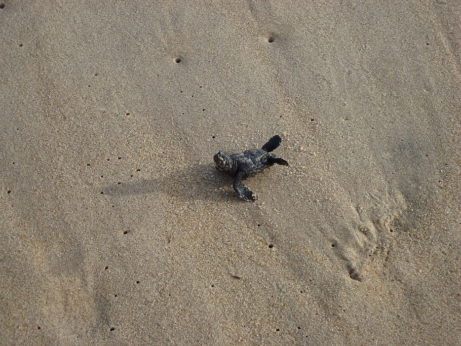turtle, baby, sand, one animal, animal themes, land, animals in the wild HD wallpaper