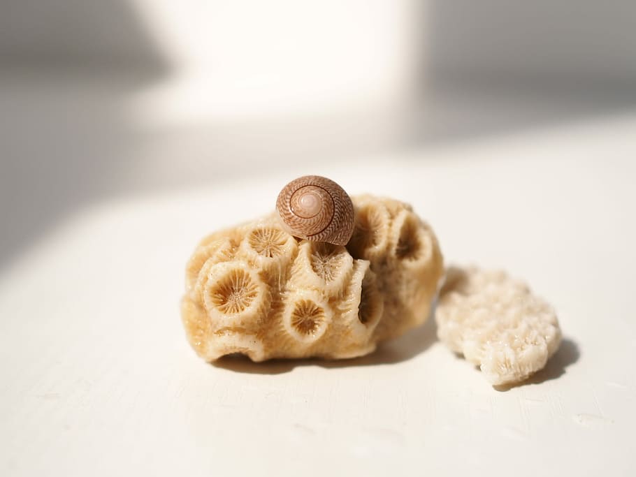 贝壳, beige stone on white surface, shell, snail, sea creature