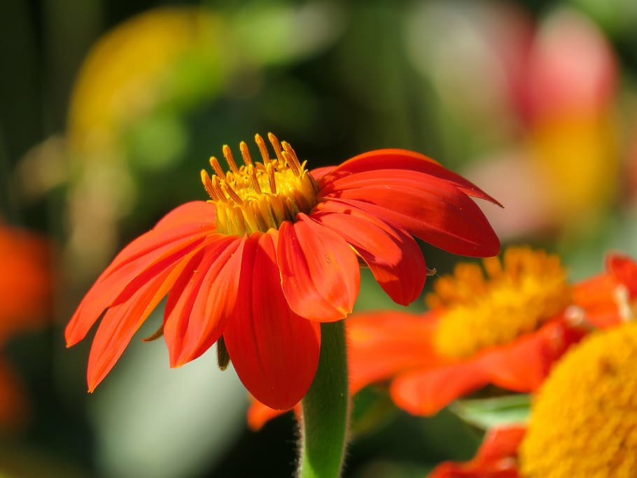 spring, flower, spring flower, marguerite, macro, nature, blossom HD wallpaper
