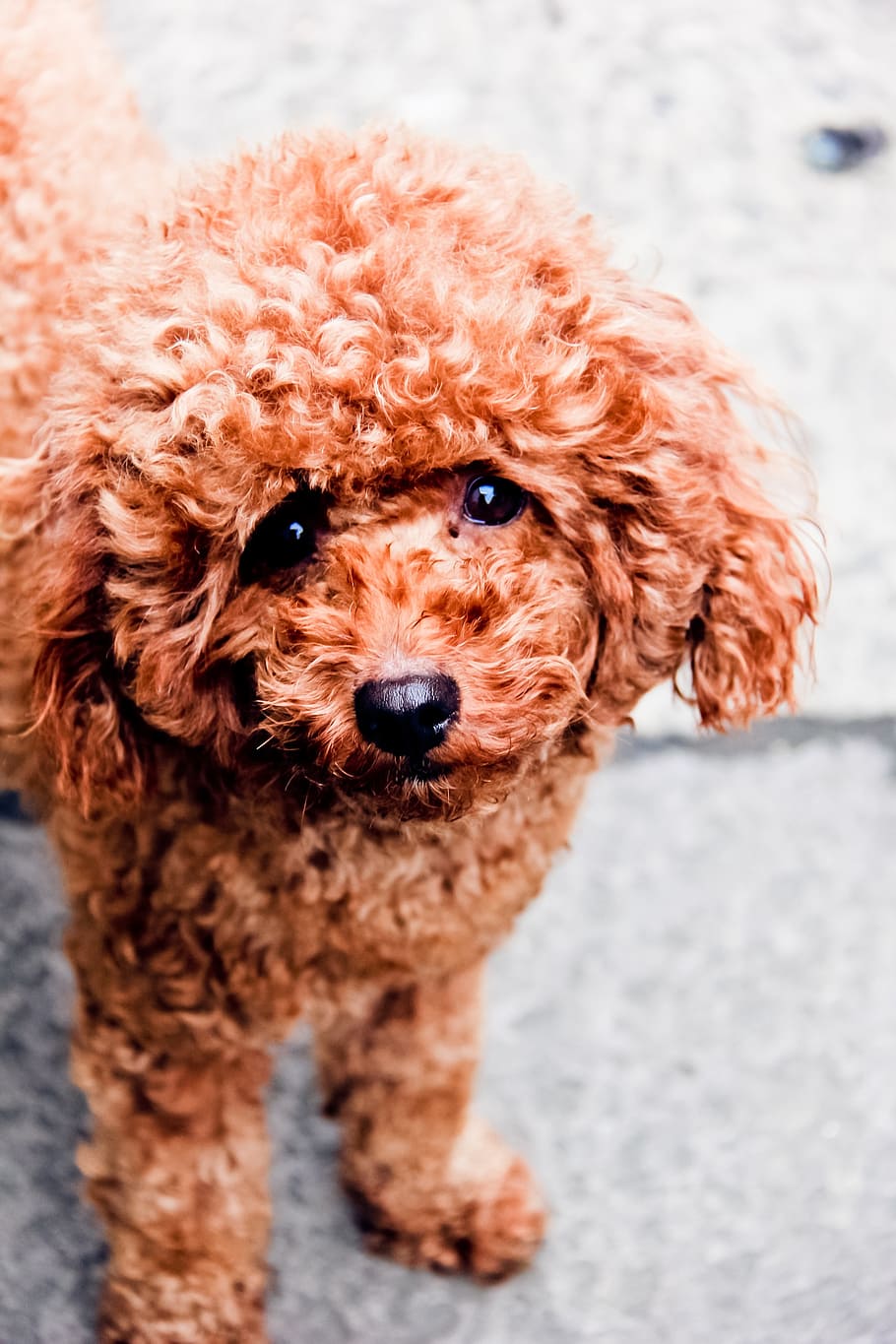 dog, woolpack, brown, teddy, cute, animal, canine, one animal HD wallpaper