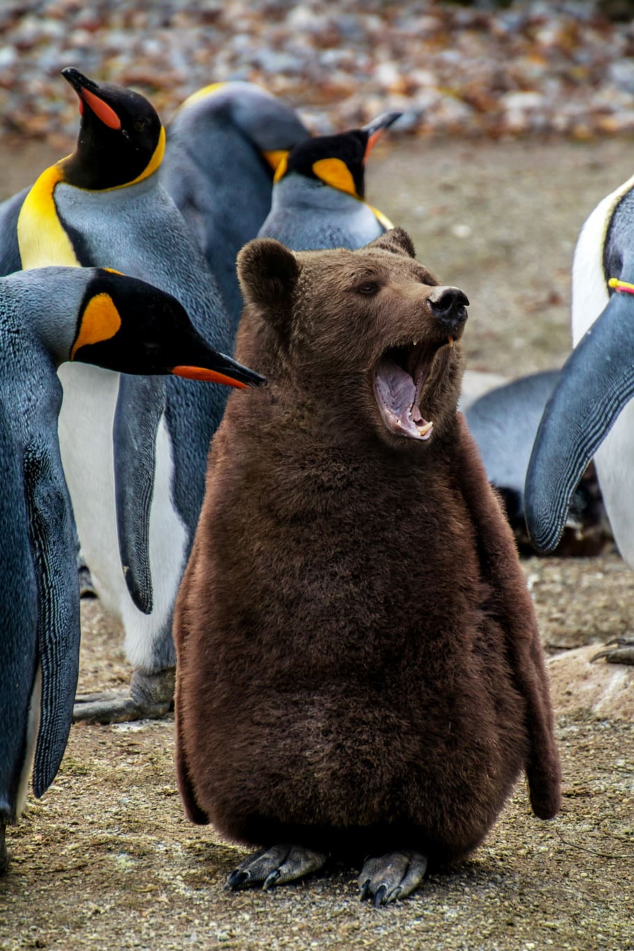 brown bear, animal, mammal, nature, animal world, penguin, emperor penguin, HD wallpaper