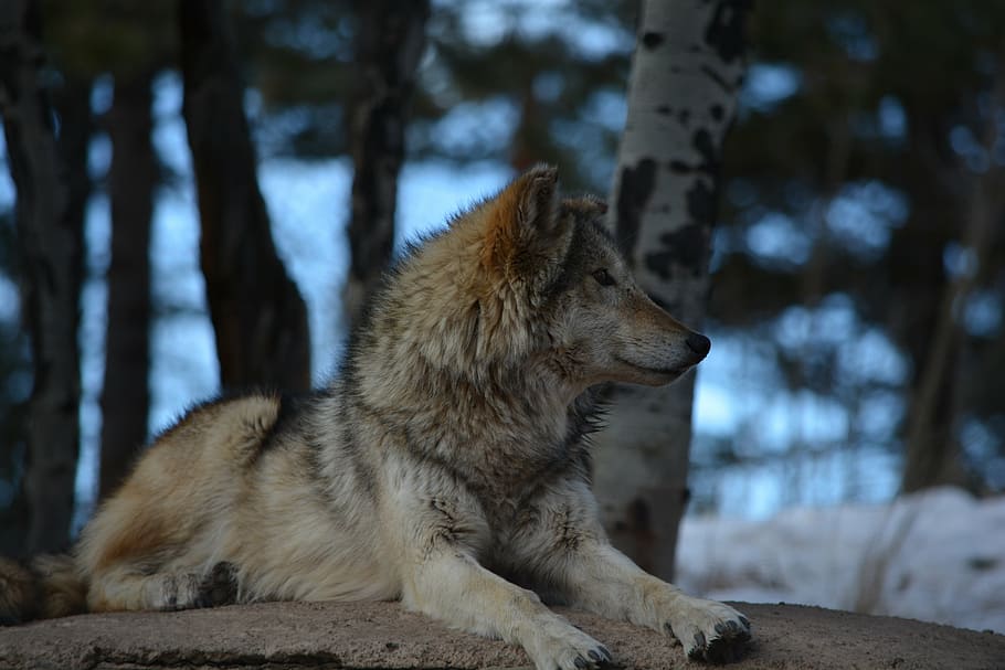 wolf lying on the ground near trees during winter, outside HD wallpaper