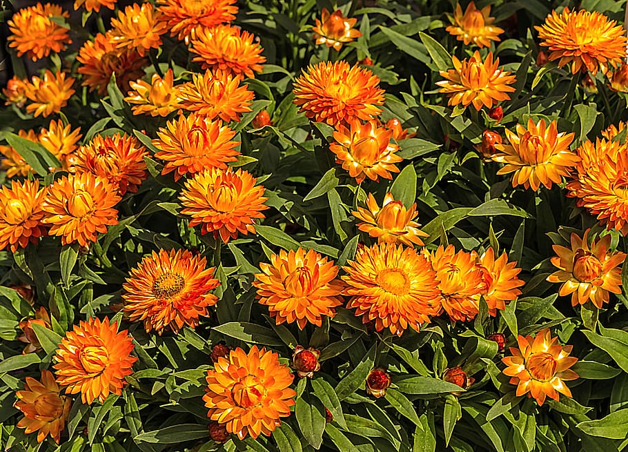 nature, flowers, spring, orange, flowering plant, fragility HD wallpaper
