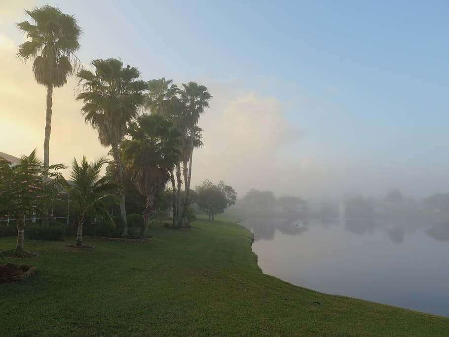Boca Raton, Florida, Beach, tree, nature, scenics, fog, tranquility, HD wallpaper