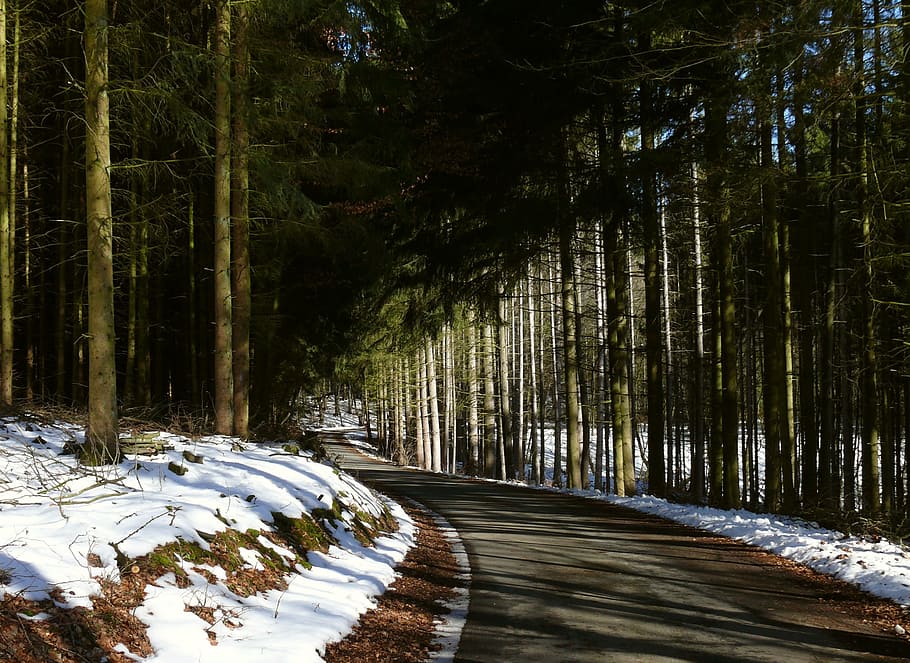 winter, forest, forest path, snow, landscape, winter way, nature HD wallpaper