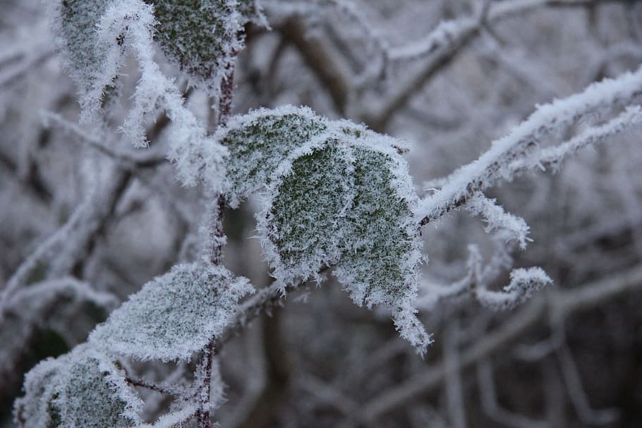 winter, snow, cold, christmas, landscape, xmas, snowfall, ice HD wallpaper