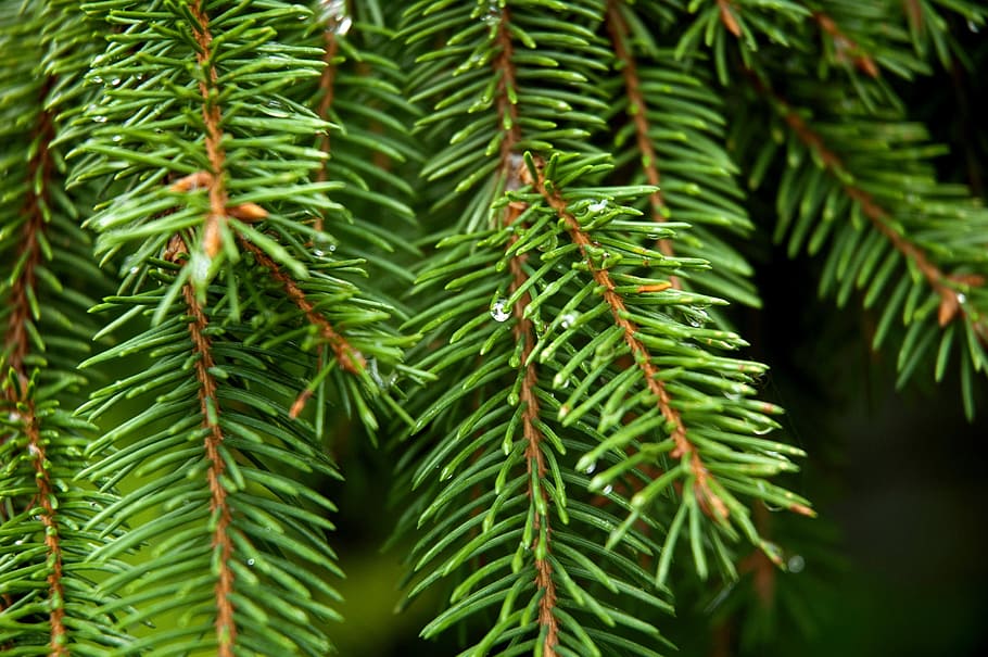 conifer, spruce, tree, park, outdoors, pine cone, needles, trunk HD wallpaper