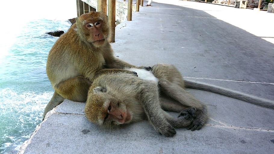 thailand, pattaya, koh larn, monkey, monkies, mammal, group of animals, HD wallpaper