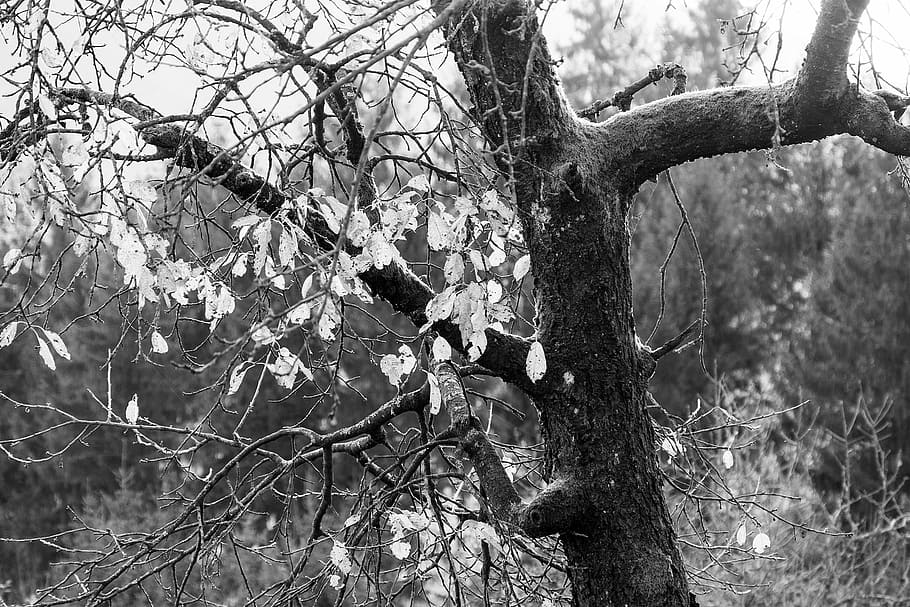 Tree, Autumn, Leaves, Forest, leaves in the autumn, mood, black and white HD wallpaper