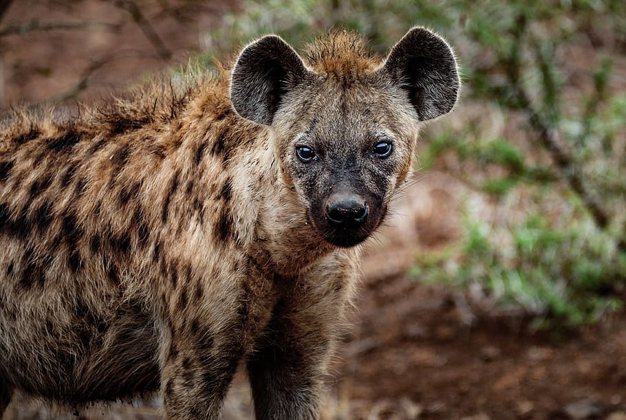 Close-up Photography of Hyena, animal, animal photography, blur, HD wallpaper