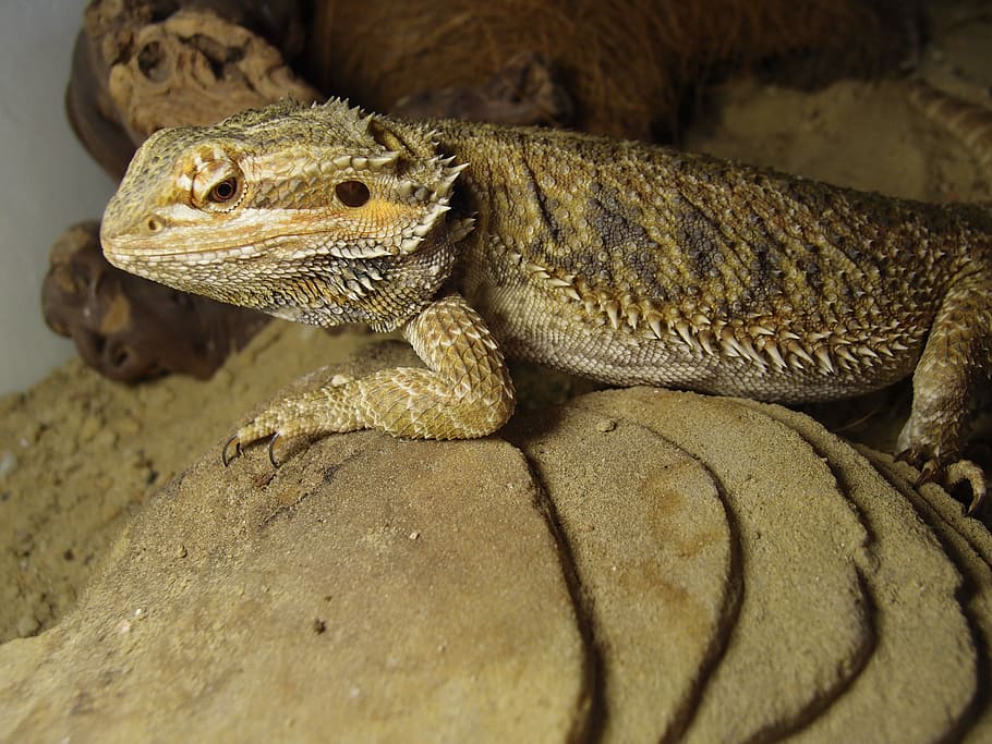Bearded, Agama, Agama, Agama, Lizard, bearded agama, reptile HD wallpaper