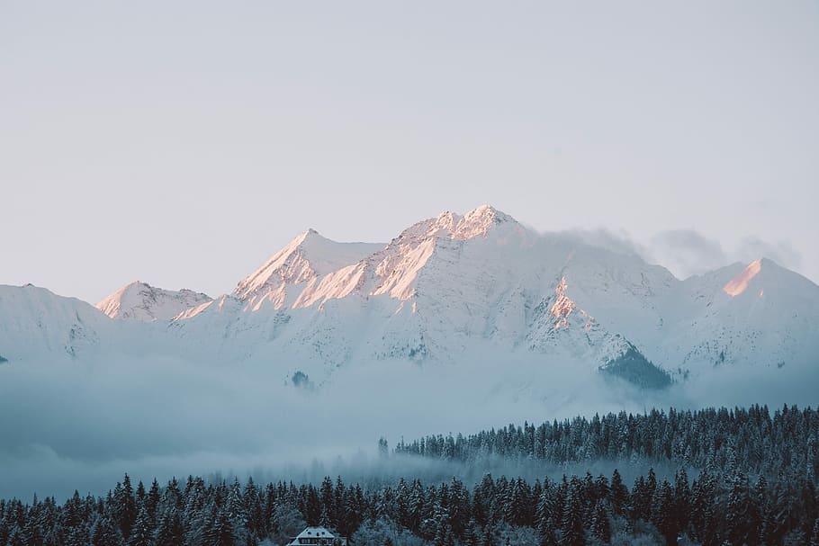 mountain alps and pine trees, snow, winter, cold temperature HD wallpaper