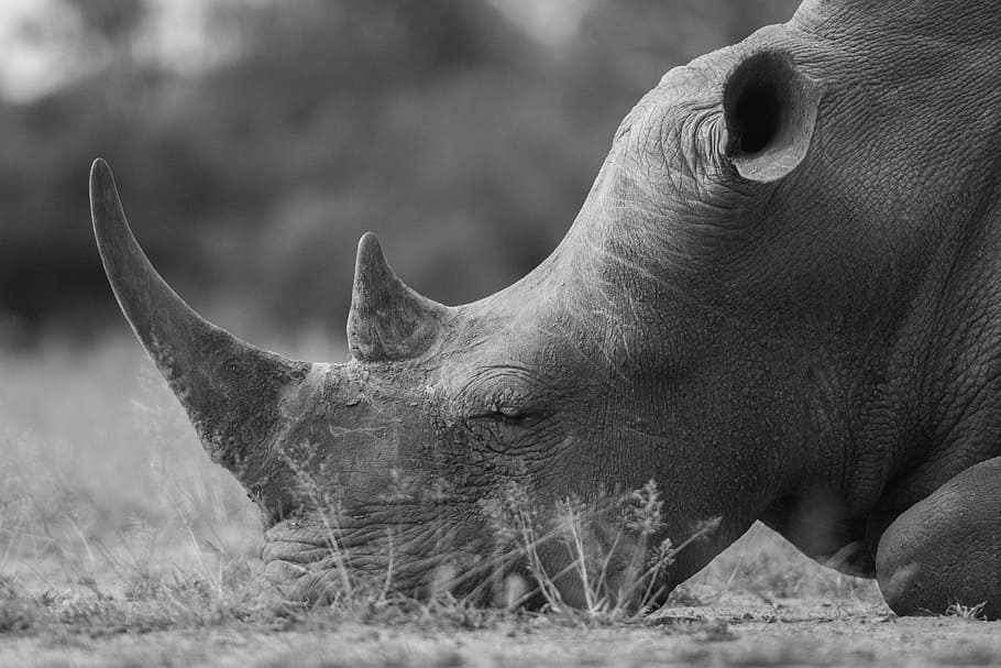 rhino, horn, animal, mammal, black and white, nature, one animal, HD wallpaper