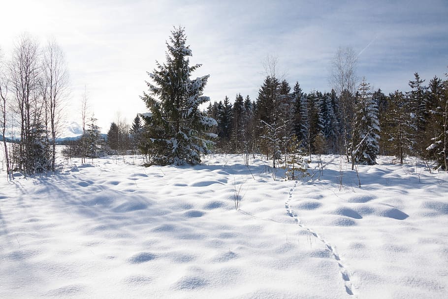 Snow, Winter, Trees, Forest, Sky, Blue, white, sunny, wintry HD wallpaper