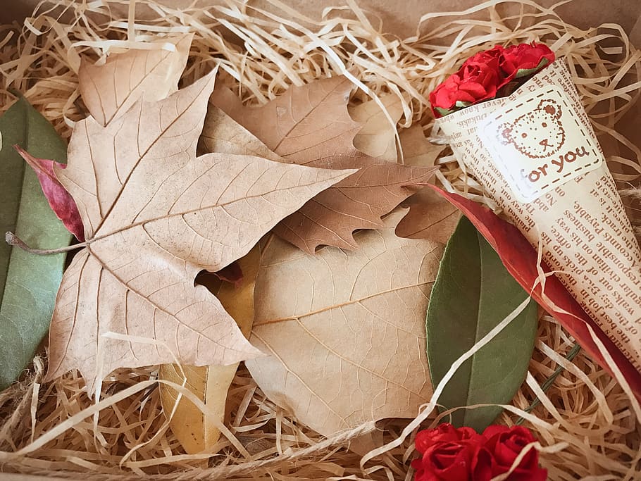 gift, defoliation, indus, gift box, dead leaves, leaf, autumn HD wallpaper