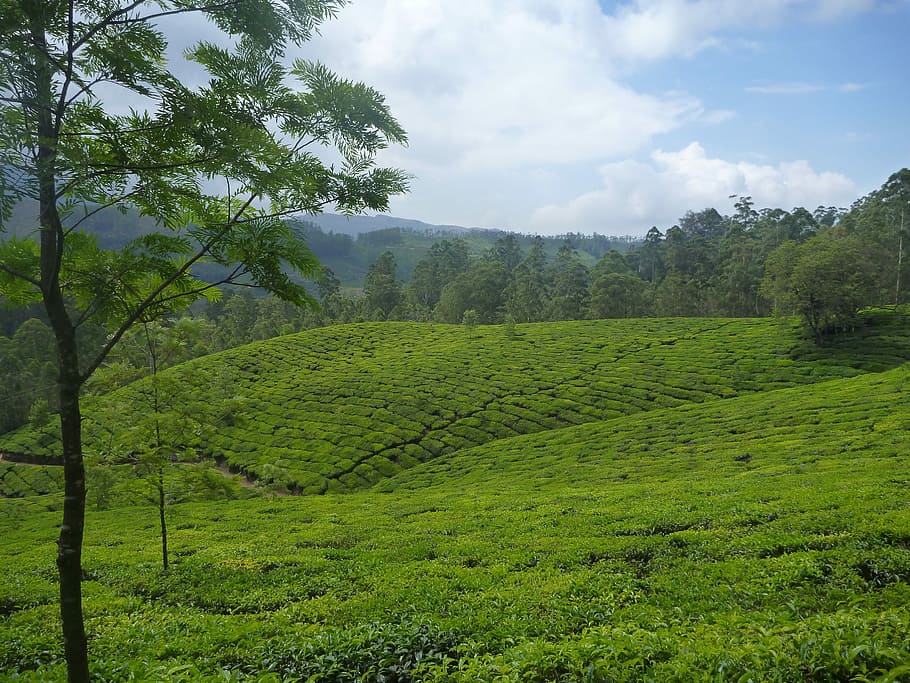 Tea Plantation, Landscape, tree, green, india, hills, green tea, HD wallpaper