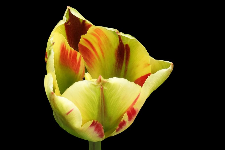 tulip, blossom, bloom, spring, flower, bright, flowering plant HD wallpaper