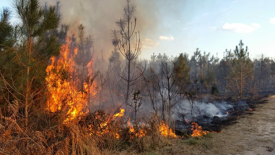 Forest, Fire, Flames, Fire Department, burning, tree, no people HD wallpaper