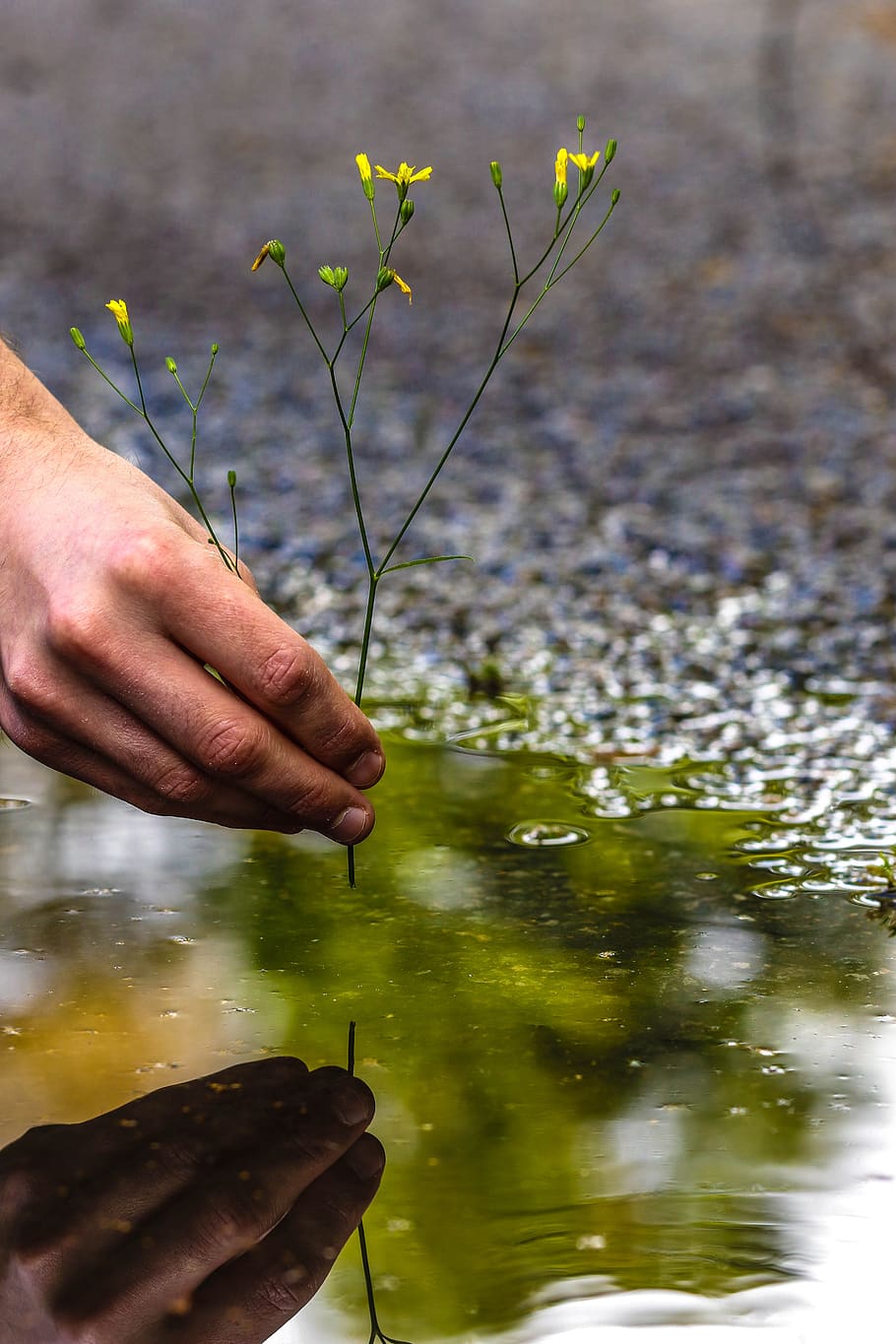 puddle, mud puddle, flower, hand, water, reflection, nature HD wallpaper