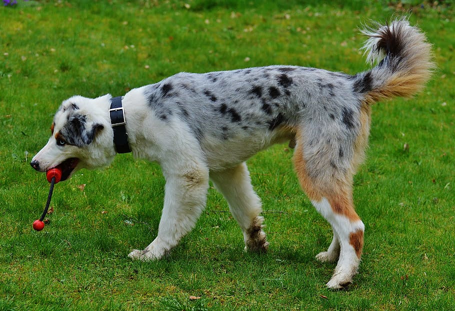 dog, play, meadow, romp, toys, animal, pet, fur, cute, sweet HD wallpaper