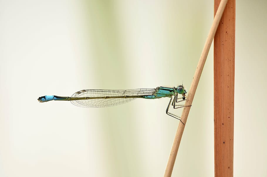 lestes viridis, dragonfly, insect, predatory insect, ant, eat HD wallpaper