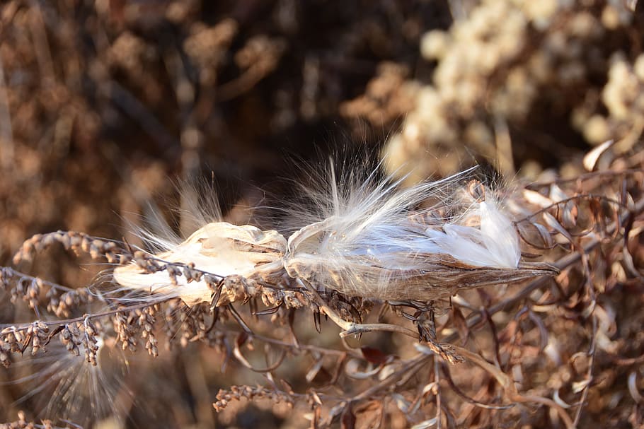 nature, plants, fruit, feather, close-up, no people, day, animal HD wallpaper