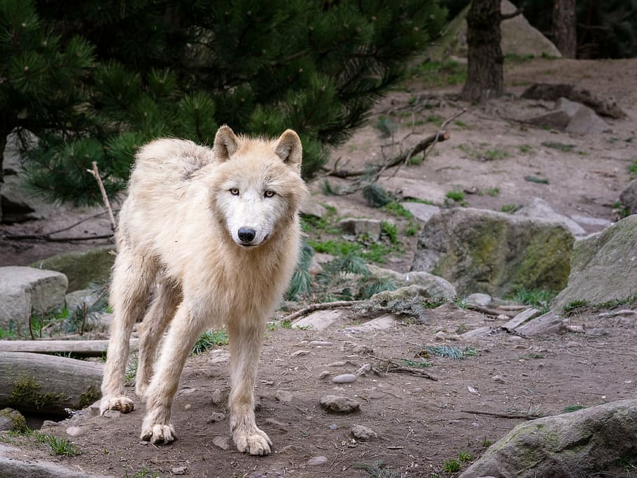 fawn wolf standing on brown soil, animal, predator, wolves HD wallpaper